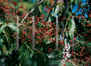 Picture of Pistacia chinensis 'Keith Davey'