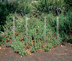 Picture of Cistus x pulverulentus 'Sunset'