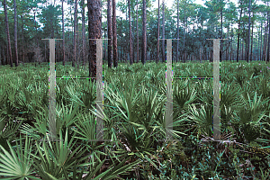 Picture of Serenoa repens 