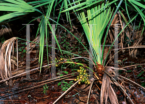 Picture of Serenoa repens 