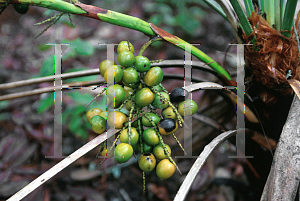 Picture of Serenoa repens 