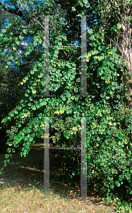 Picture of Vitex rotundifolia 