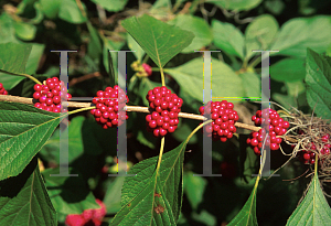 Picture of Callicarpa americana 