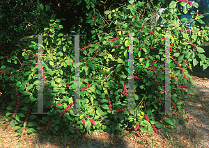 Picture of Callicarpa americana 