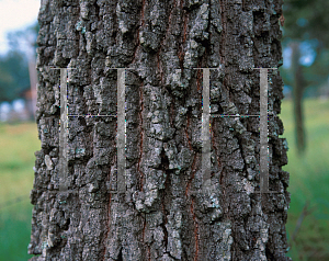 Picture of Quercus incana 