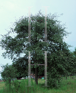 Picture of Quercus incana 