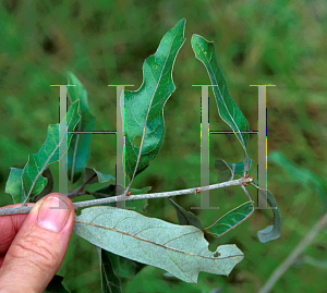 Picture of Quercus incana 