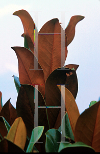 Picture of Magnolia grandiflora 'D.D. Blanchard'