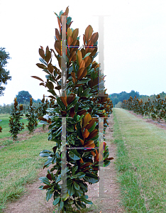 Picture of Magnolia grandiflora 'D.D. Blanchard'