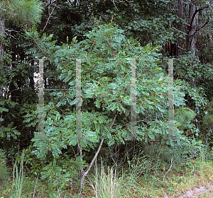 Picture of Rhus copallina 