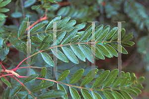 Picture of Rhus copallina 