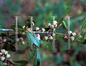 Picture of Quercus laurifolia 