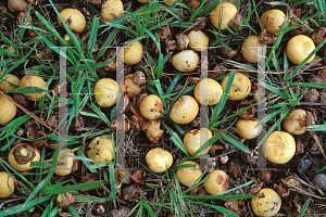 Picture of Butia capitata 