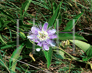 Picture of Passiflora incarnata 