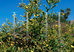 Picture of Jasminum odoratissimum 