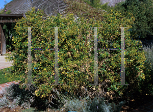 Picture of Jasminum odoratissimum 