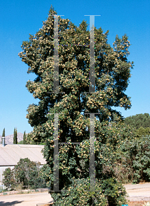 Picture of Syzygium paniculatum 'Newport'