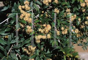 Picture of Syzygium paniculatum 'Newport'