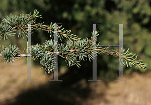 Picture of Cedrus libani ssp. brevifolia 