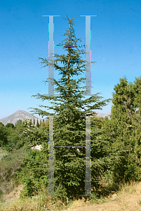 Picture of Cedrus libani ssp. brevifolia 