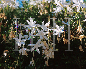 Picture of Jasminum angulare '~Species'