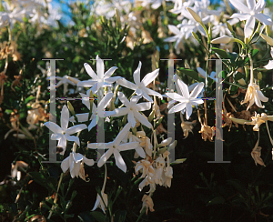 Picture of Jasminum angulare 