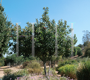 Picture of Malus x 'Gordon'