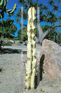 Picture of Euphorbia ingens 'Variegata'