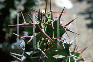 Picture of Euphorbia coerulescens 