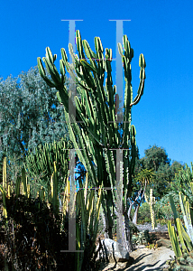 Picture of Euphorbia ingens 