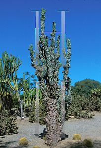 Picture of Cereus uruguayanus 'Monstrosus'