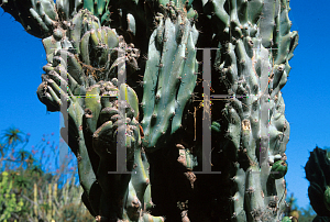 Picture of Cereus uruguayanus 'Monstrosus'