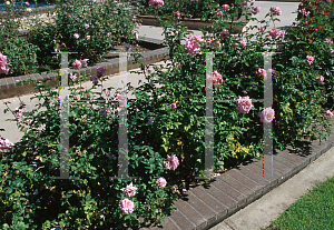 Picture of Rosa  'Gene Boerner'