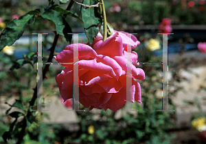 Picture of Rosa  'Century Two'