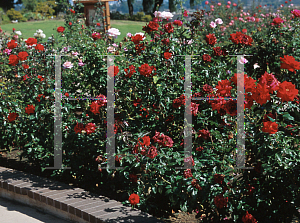 Picture of Rosa  'Crimson Bouquet'