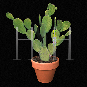 Picture of Opuntia phaeacantha var. discata 