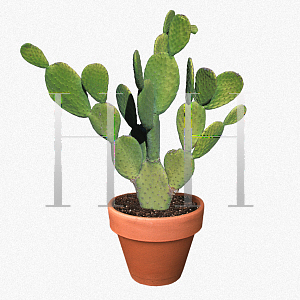 Picture of Opuntia phaeacantha var. discata 