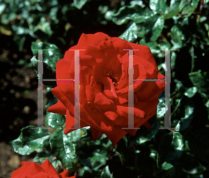 Picture of Rosa  'Crimson Bouquet'