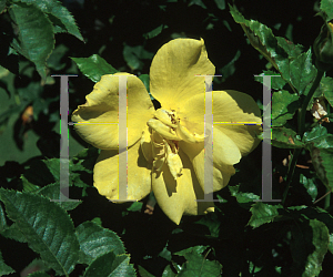 Picture of Rosa  'Lemon Spice'