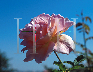 Picture of Rosa  'Tiffany'