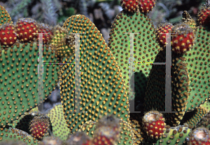 Picture of Opuntia rufida 