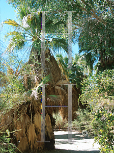 Picture of Washingtonia filifera 