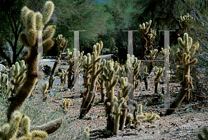 Picture of Opuntia bigelovii 