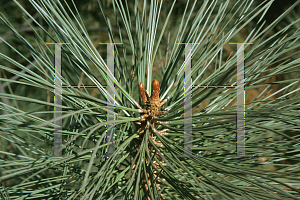 Picture of Pinus sabiniana 