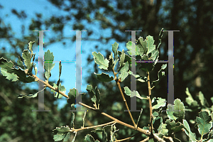 Picture of Quercus douglasii 