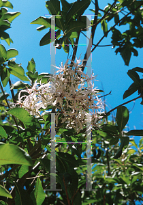 Picture of Calodendrum capense 