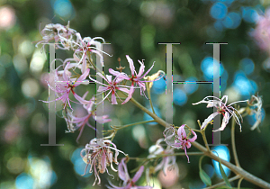 Picture of Calodendrum capense 