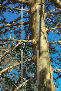 Picture of Acacia xanthophloea 