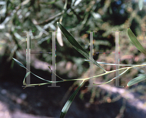 Picture of Acacia saligna 
