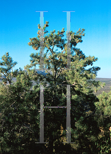 Picture of Pinus monophylla 